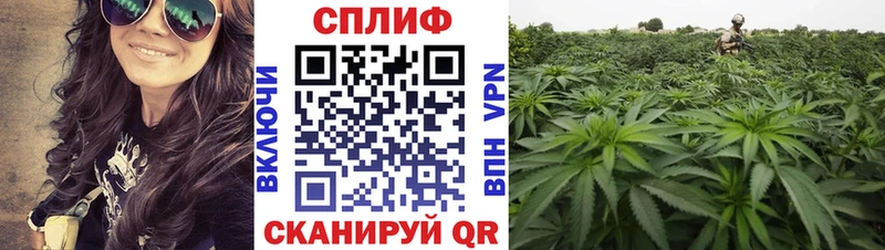 Бошки Шишки планчик  где купить наркоту  Шахты 